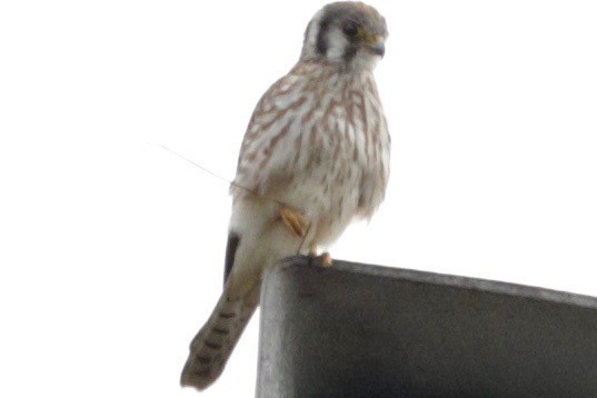 American Kestrel - ML642850951