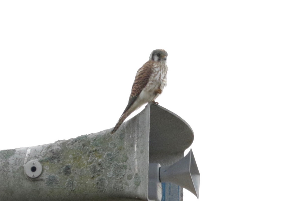 American Kestrel - ML642850952