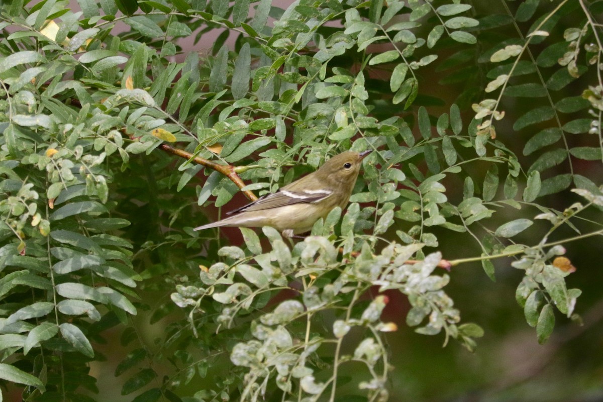 Blackpoll Warbler - ML642850958