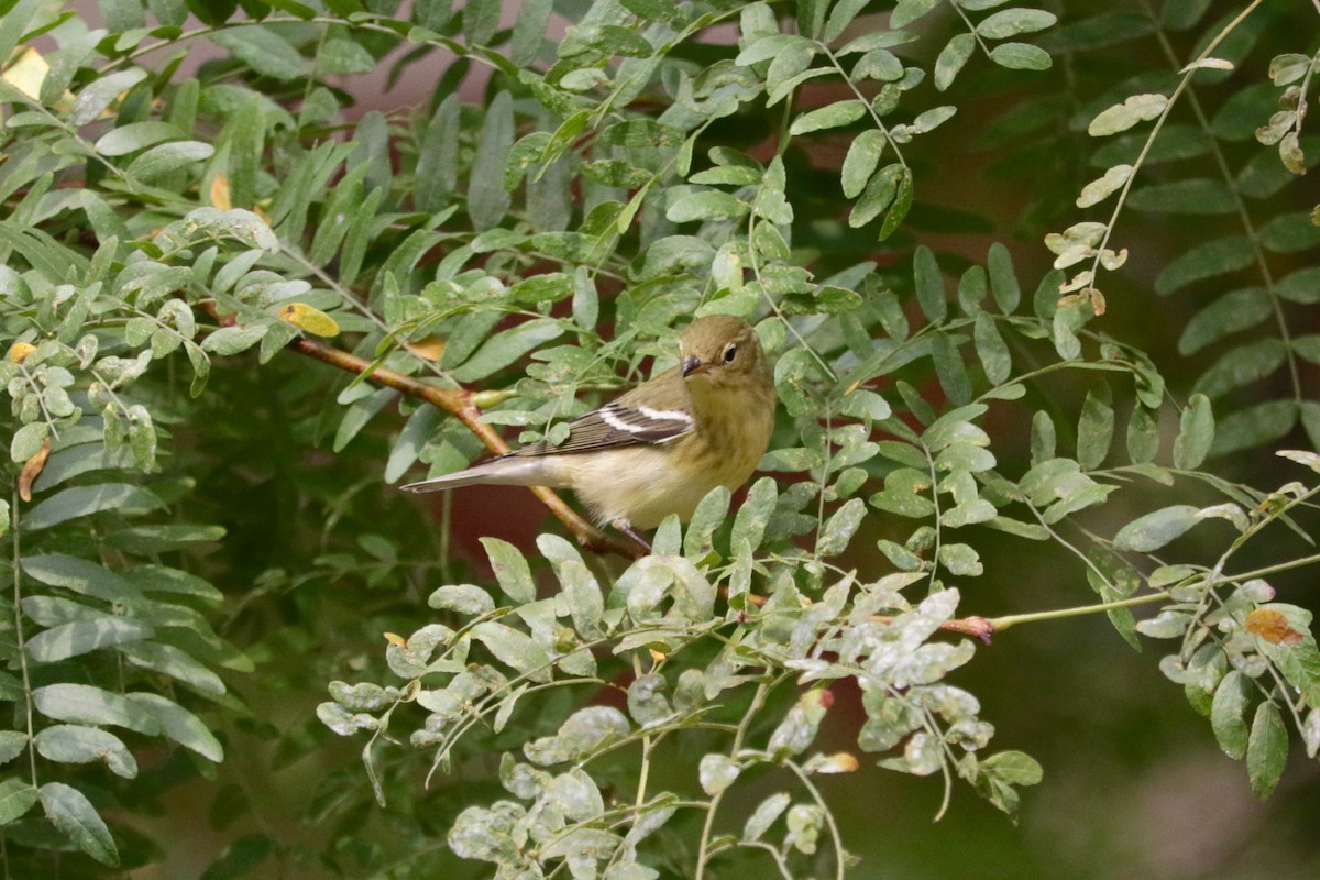 Blackpoll Warbler - ML642850959