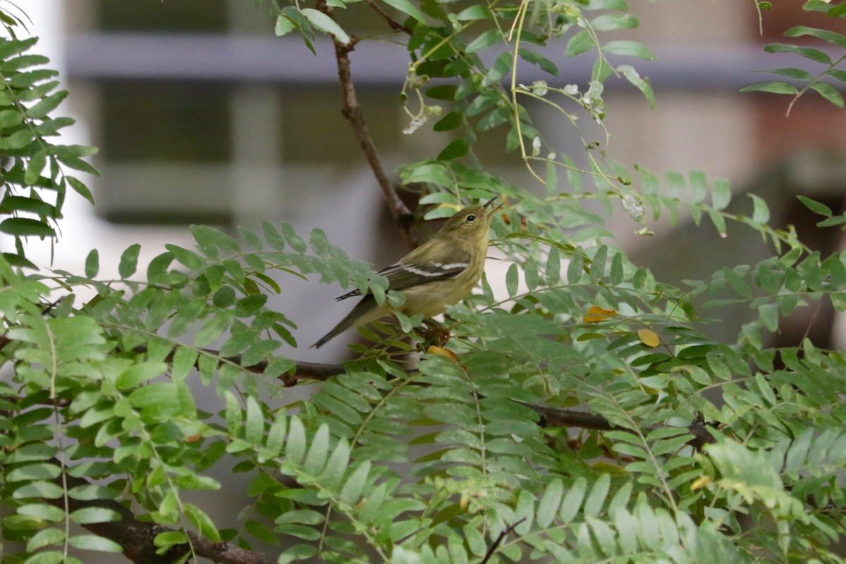 Blackpoll Warbler - ML642850960