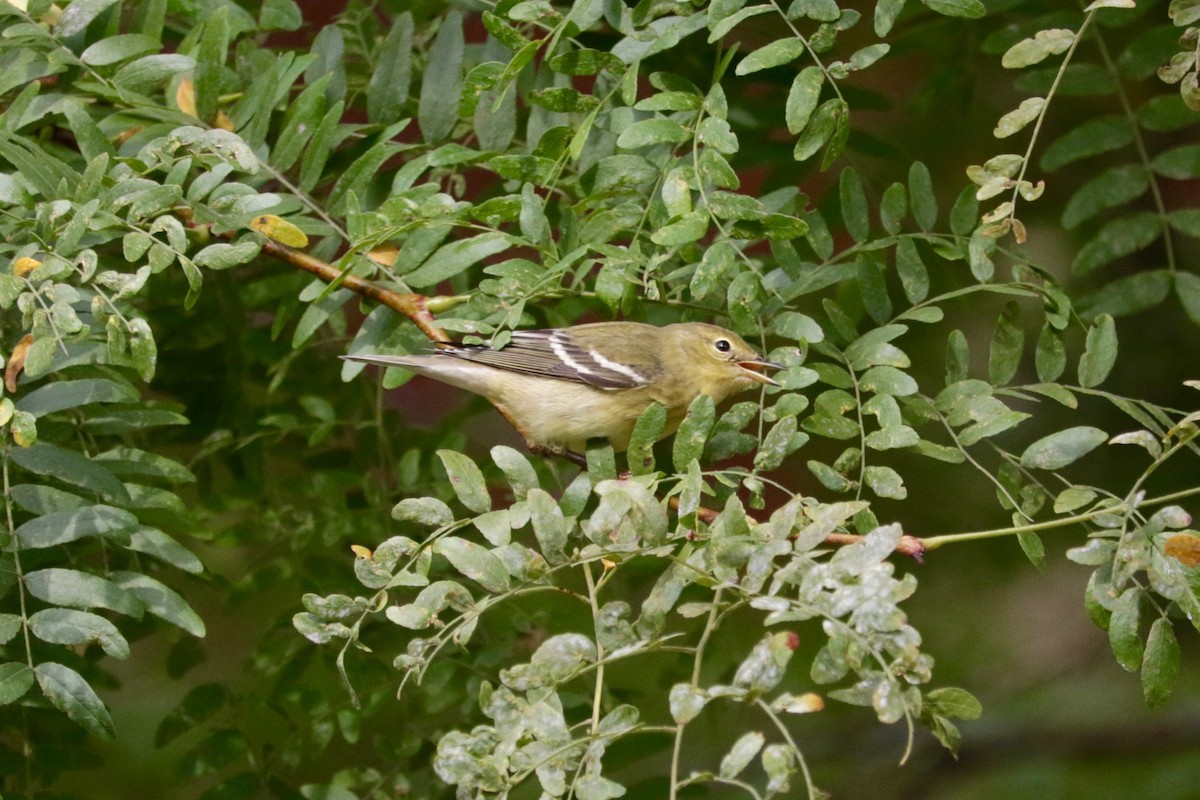 Blackpoll Warbler - ML642850961