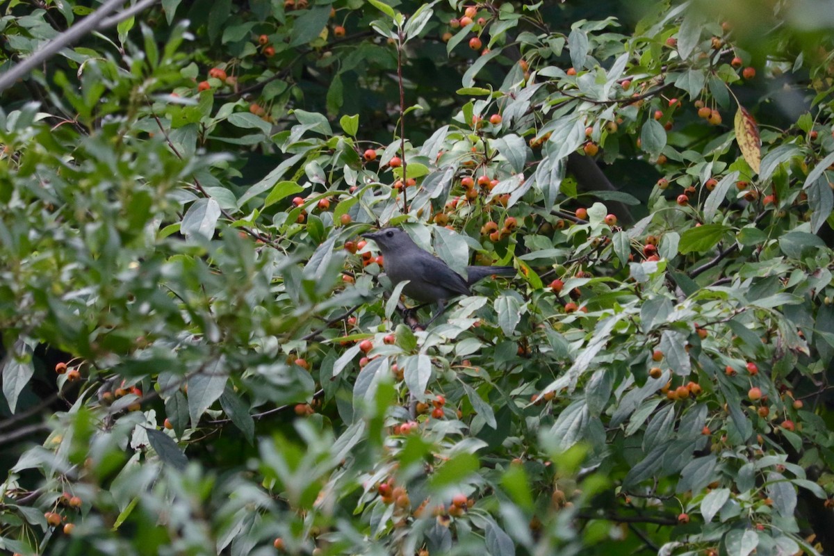 Katzenspottdrossel - ML642850963