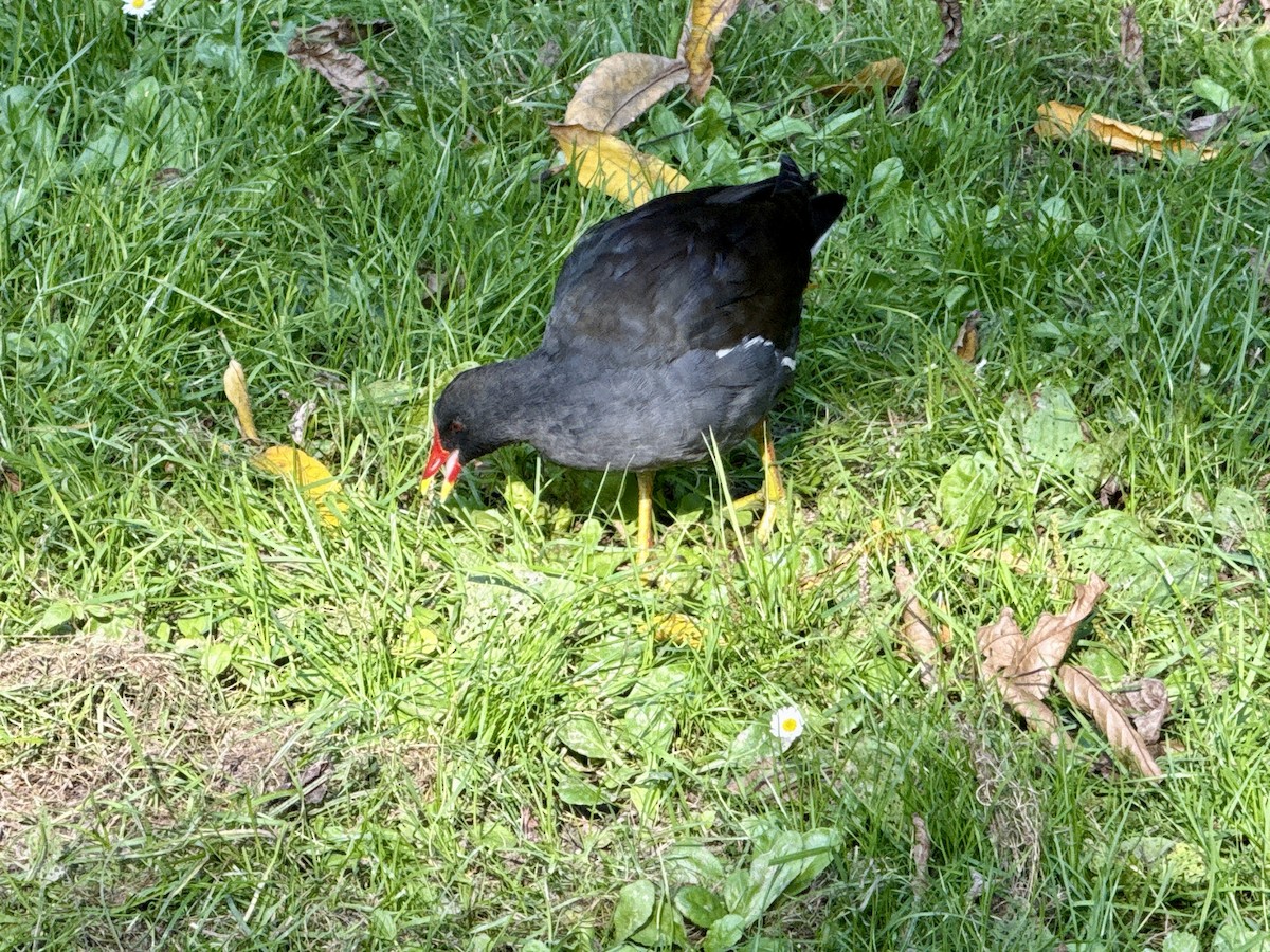 Teichhuhn - ML642850977