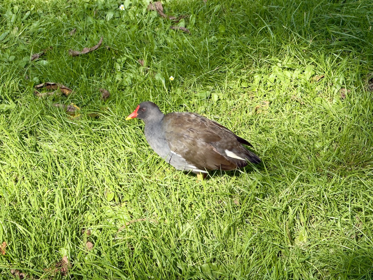 Teichhuhn - ML642850978