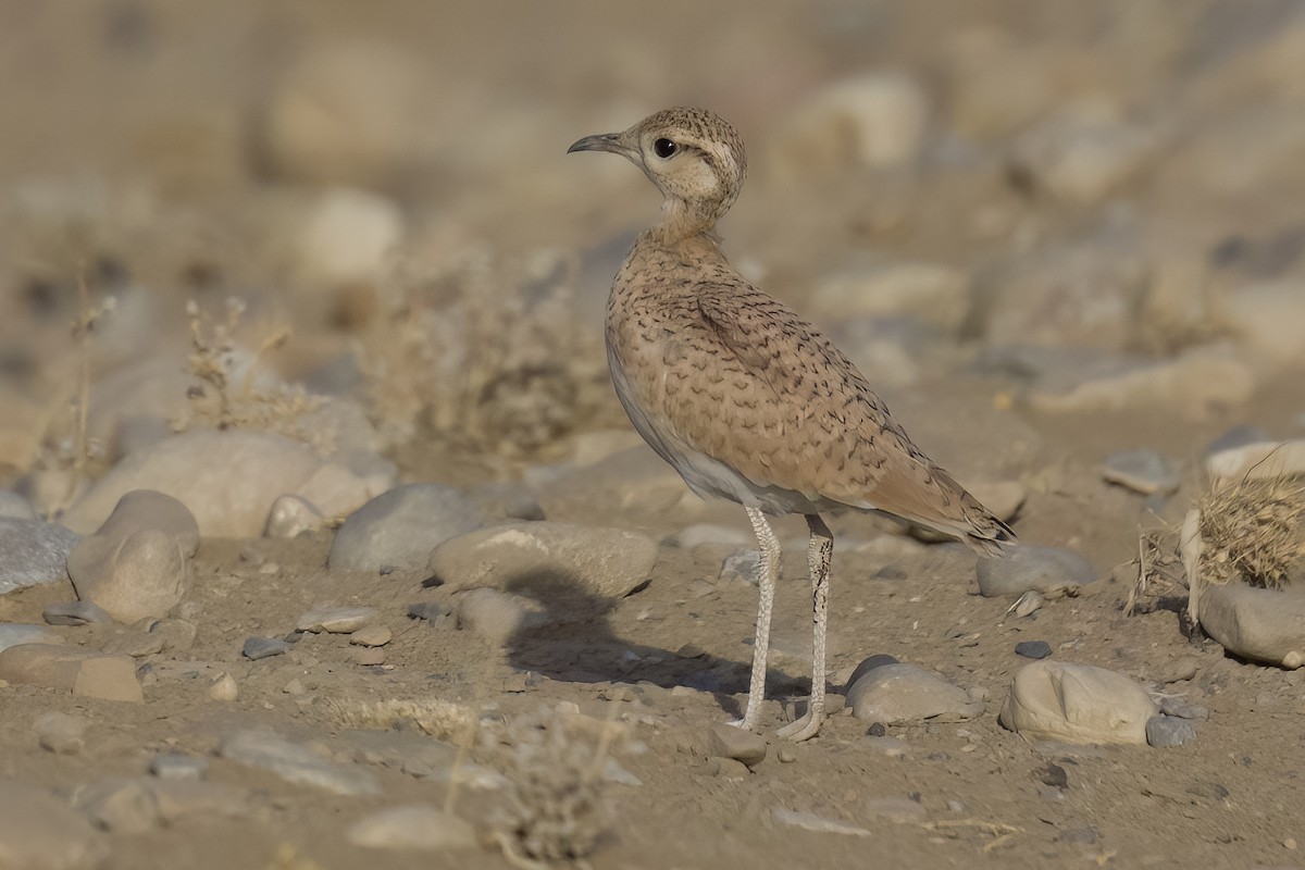 Cream-colored Courser - ML642850980