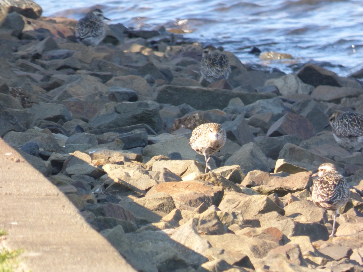 Pacific Golden-Plover - ML642850990