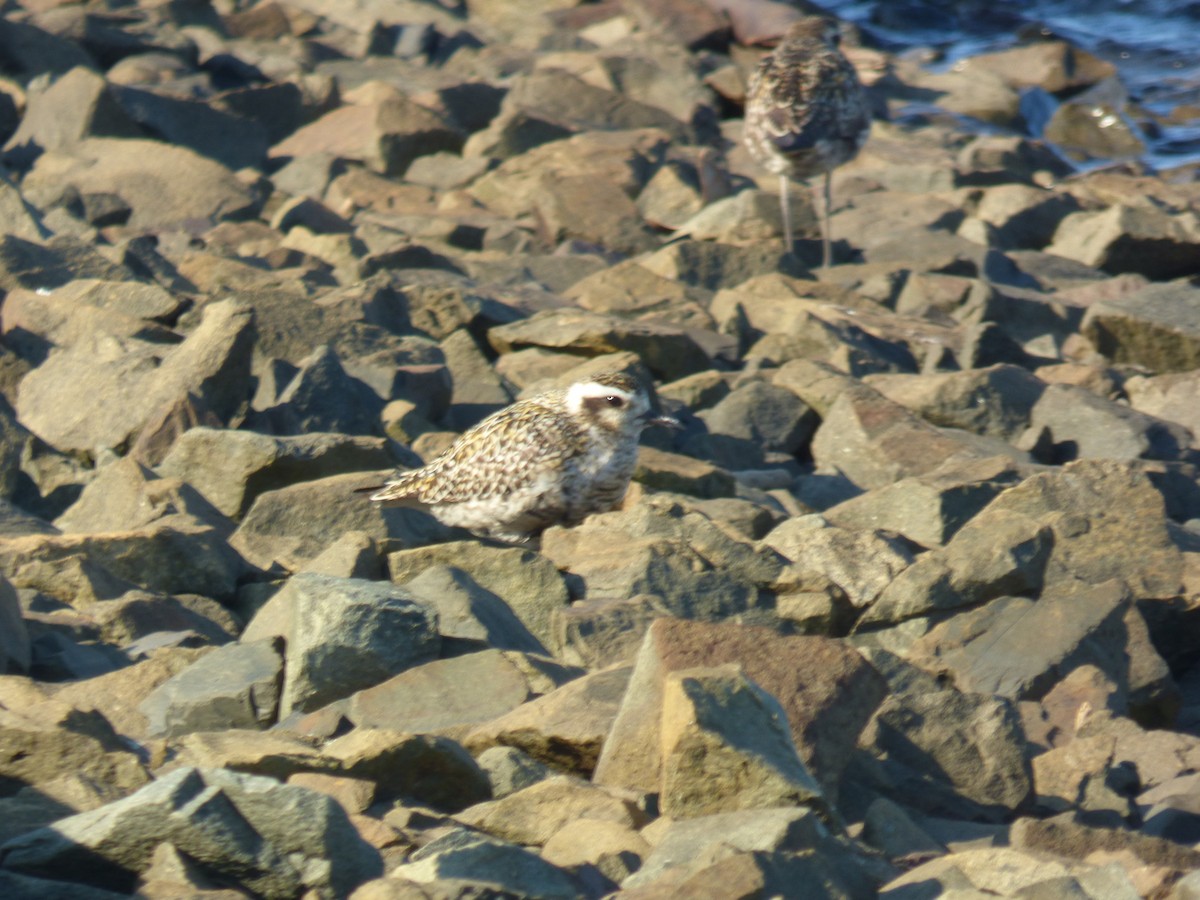 Pacific Golden-Plover - ML642850992