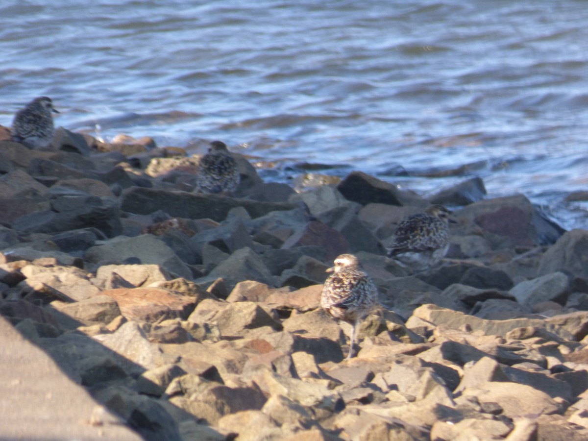 Pacific Golden-Plover - ML642850993
