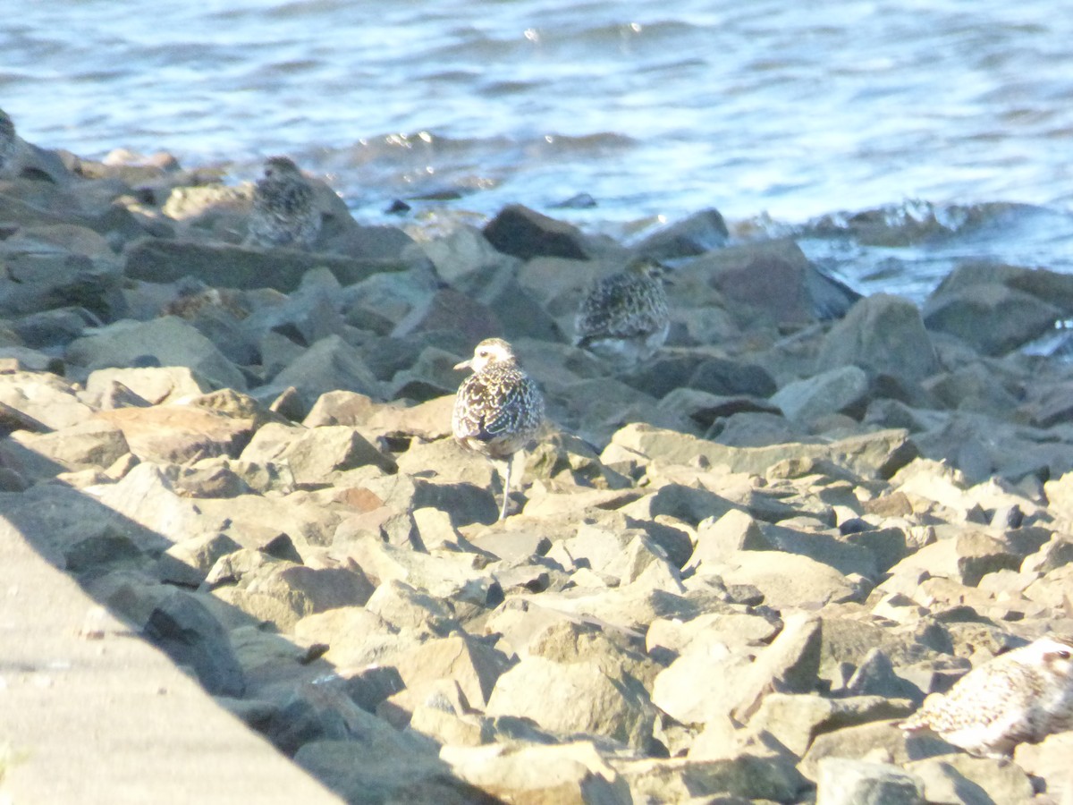 Pacific Golden-Plover - ML642850995