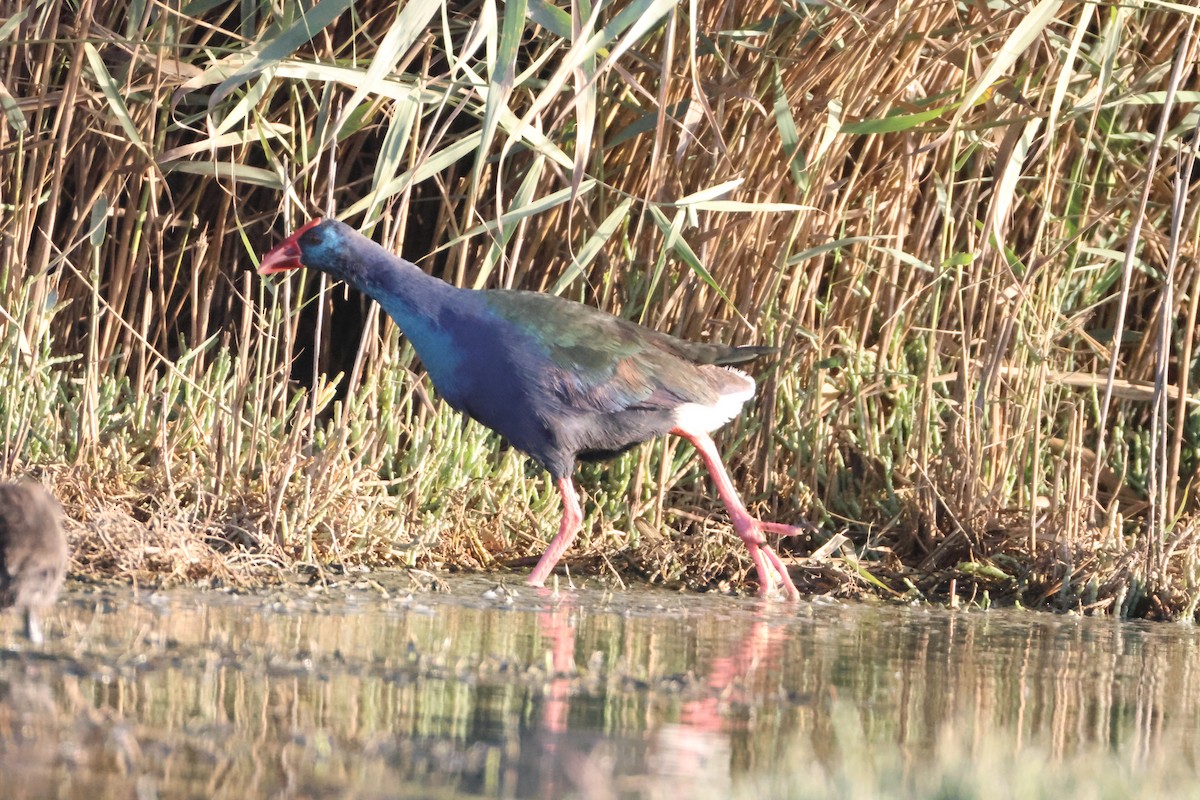 African Swamphen - ML642851006