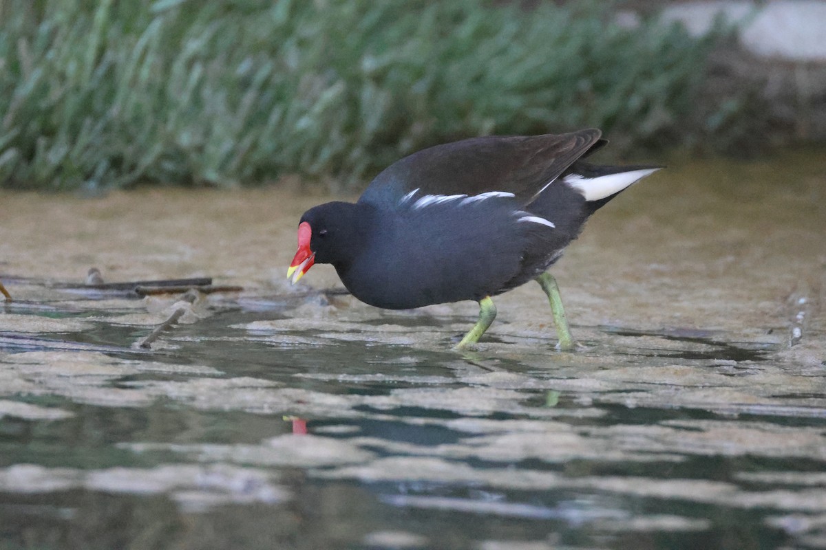 Eurasian Moorhen - ML642851008