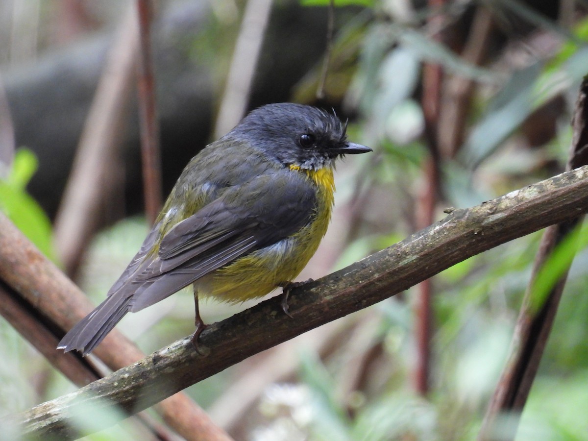 Eastern Yellow Robin - ML642851010