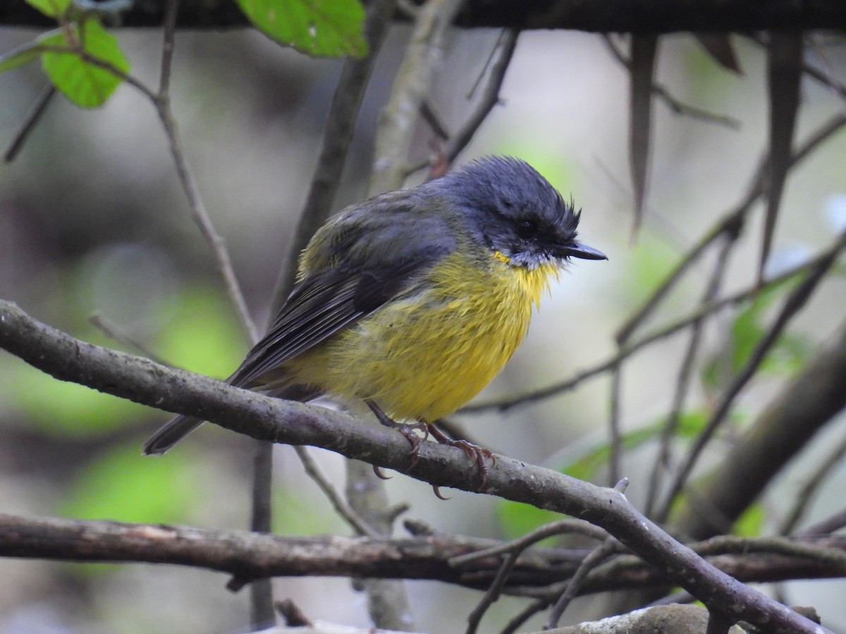 Eastern Yellow Robin - ML642851011