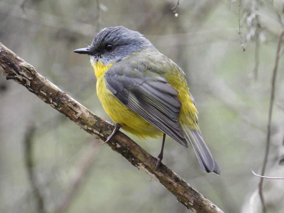 Eastern Yellow Robin - ML642851012
