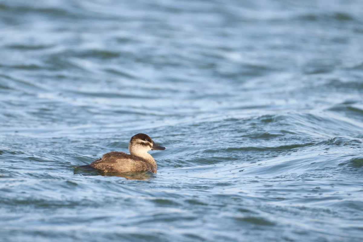 Maccoa Duck - ML642851016
