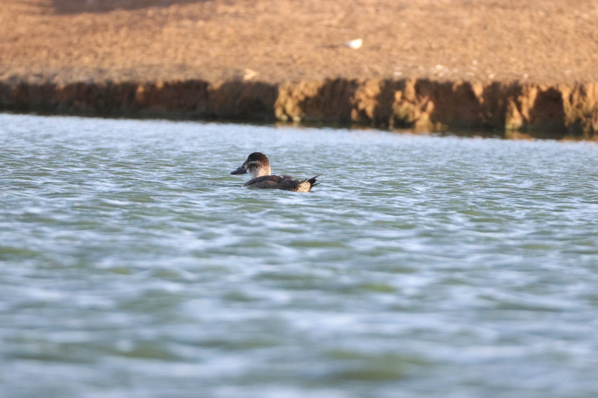 Maccoa Duck - ML642851017
