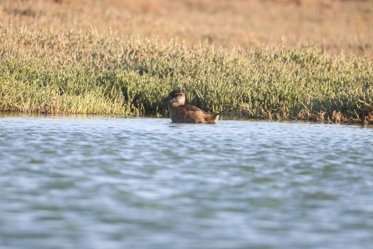 Maccoa Duck - ML642851018