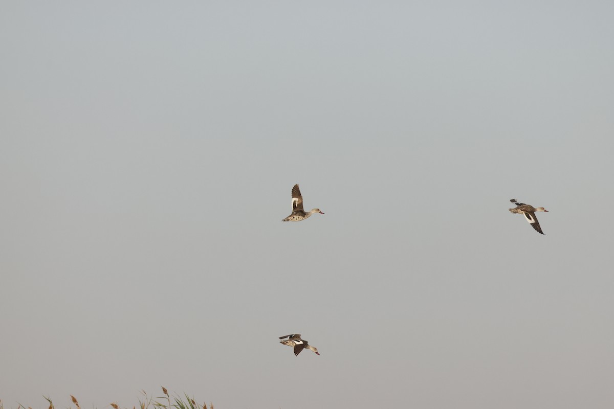 Cape Teal - ML642851019