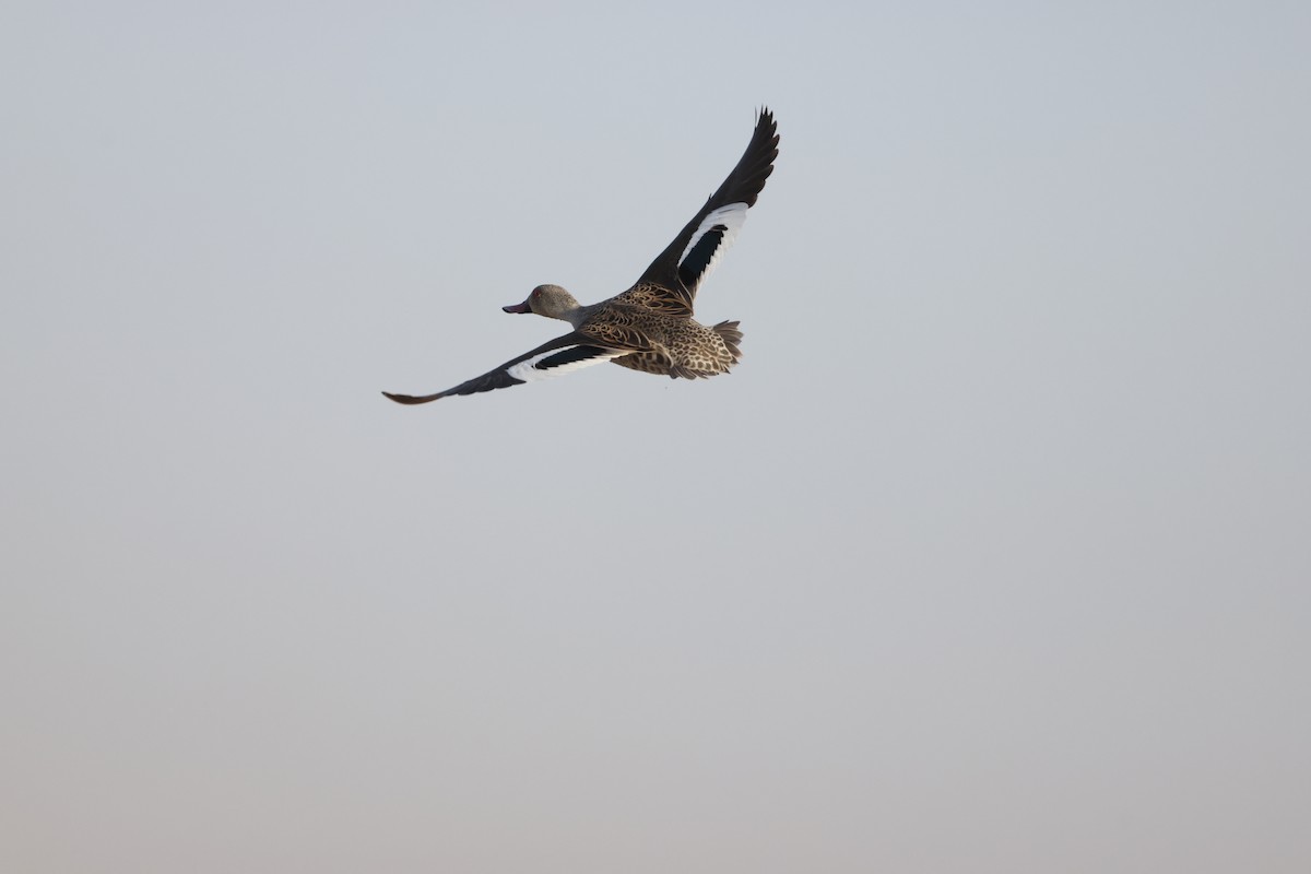 Cape Teal - ML642851020