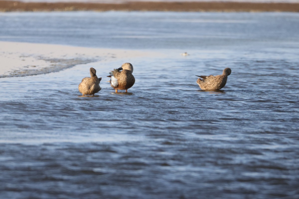 Cape Shoveler - ML642851021