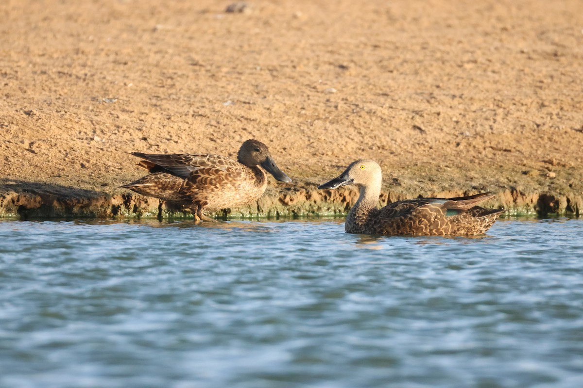 Cape Shoveler - ML642851023