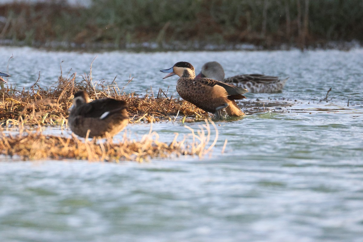 Blue-billed Teal - ML642851029