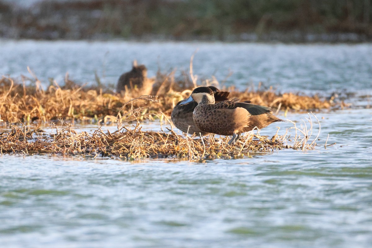 Blue-billed Teal - ML642851030