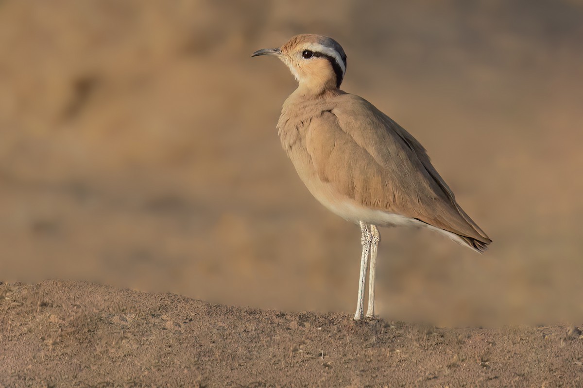 Cream-colored Courser - ML642851034