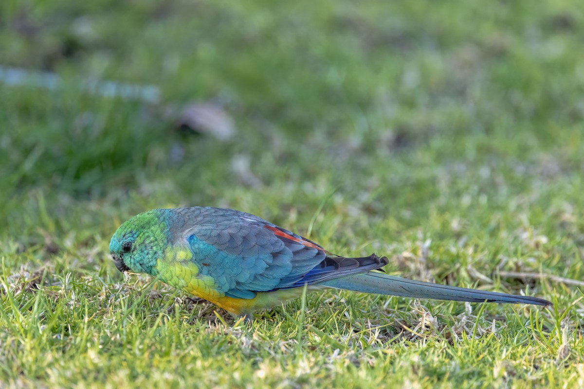 Red-rumped Parrot - ML642851038