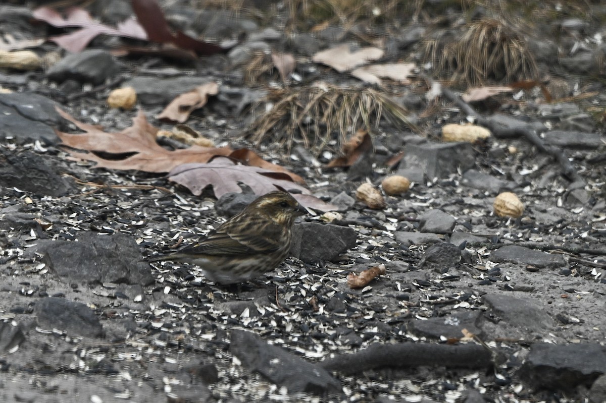 Purple Finch - ML642851039