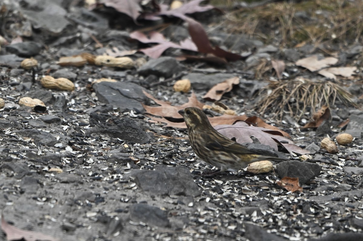 Purple Finch - ML642851040