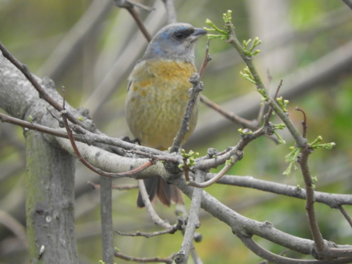 Blue-and-yellow Tanager - ML642851041