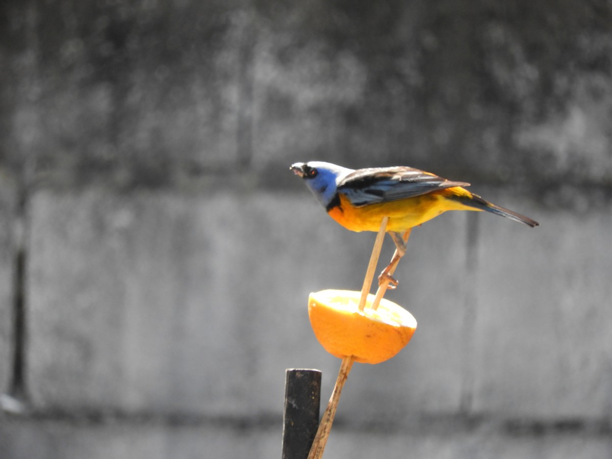 Blue-and-yellow Tanager - ML642851042