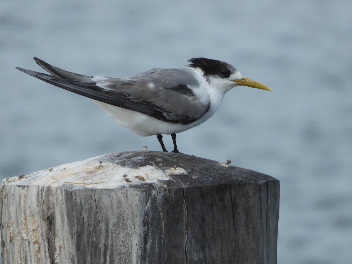 Great Crested Tern - ML642851043