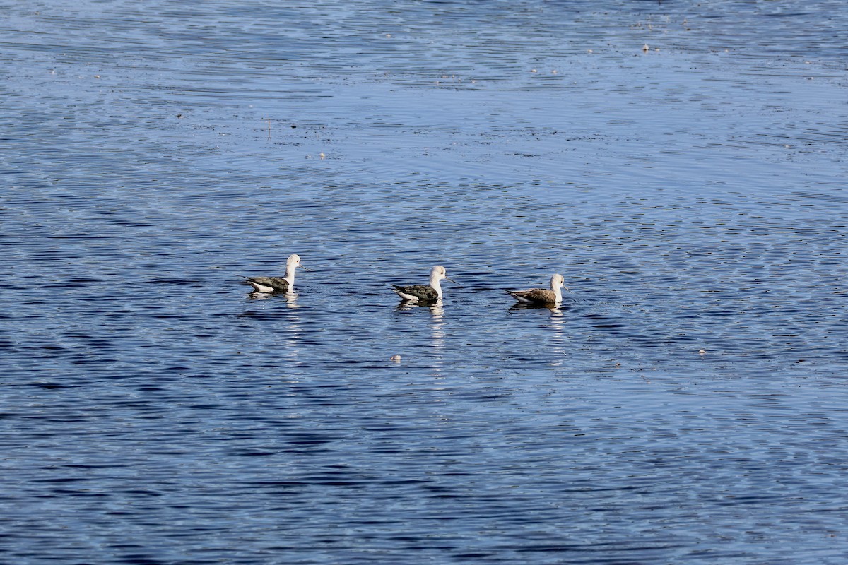 Black-winged Stilt - ML642851044