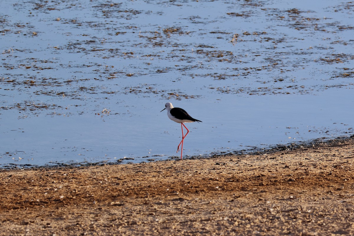 Black-winged Stilt - ML642851045
