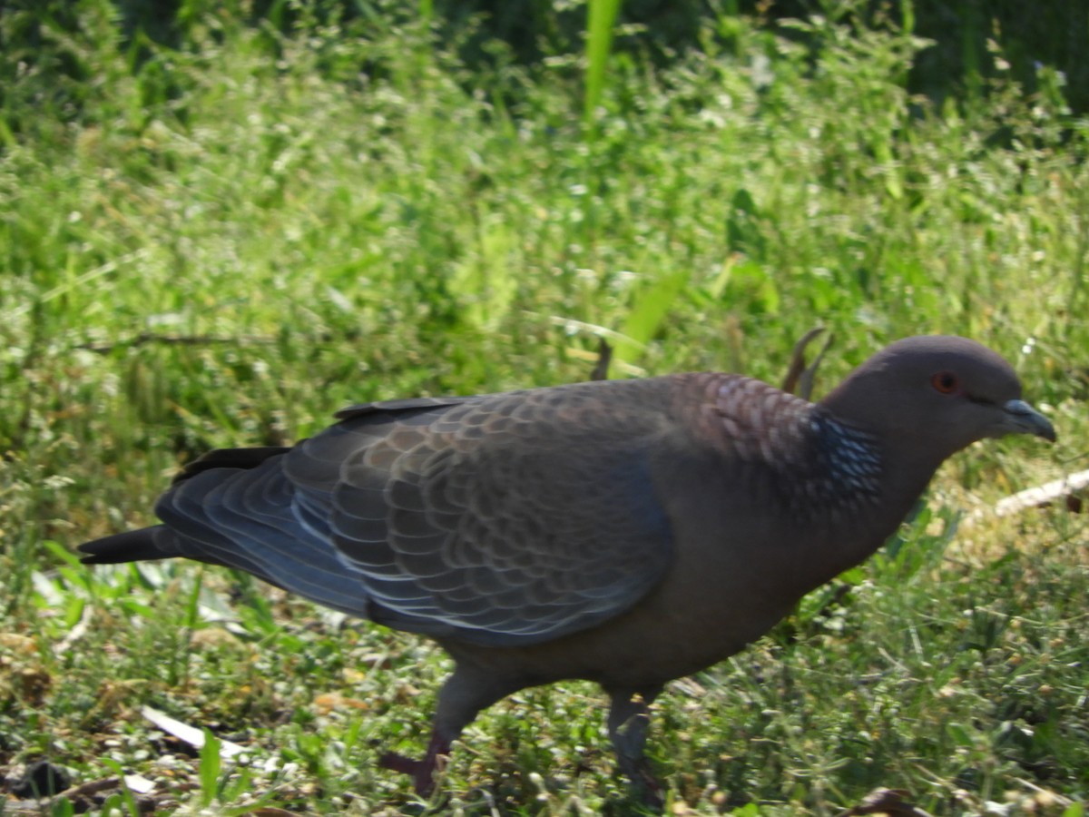 Picazuro Pigeon - ML642851046
