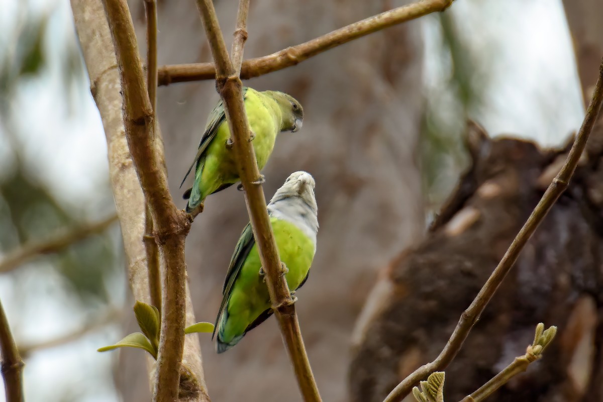 Gray-headed Lovebird - ML642851047