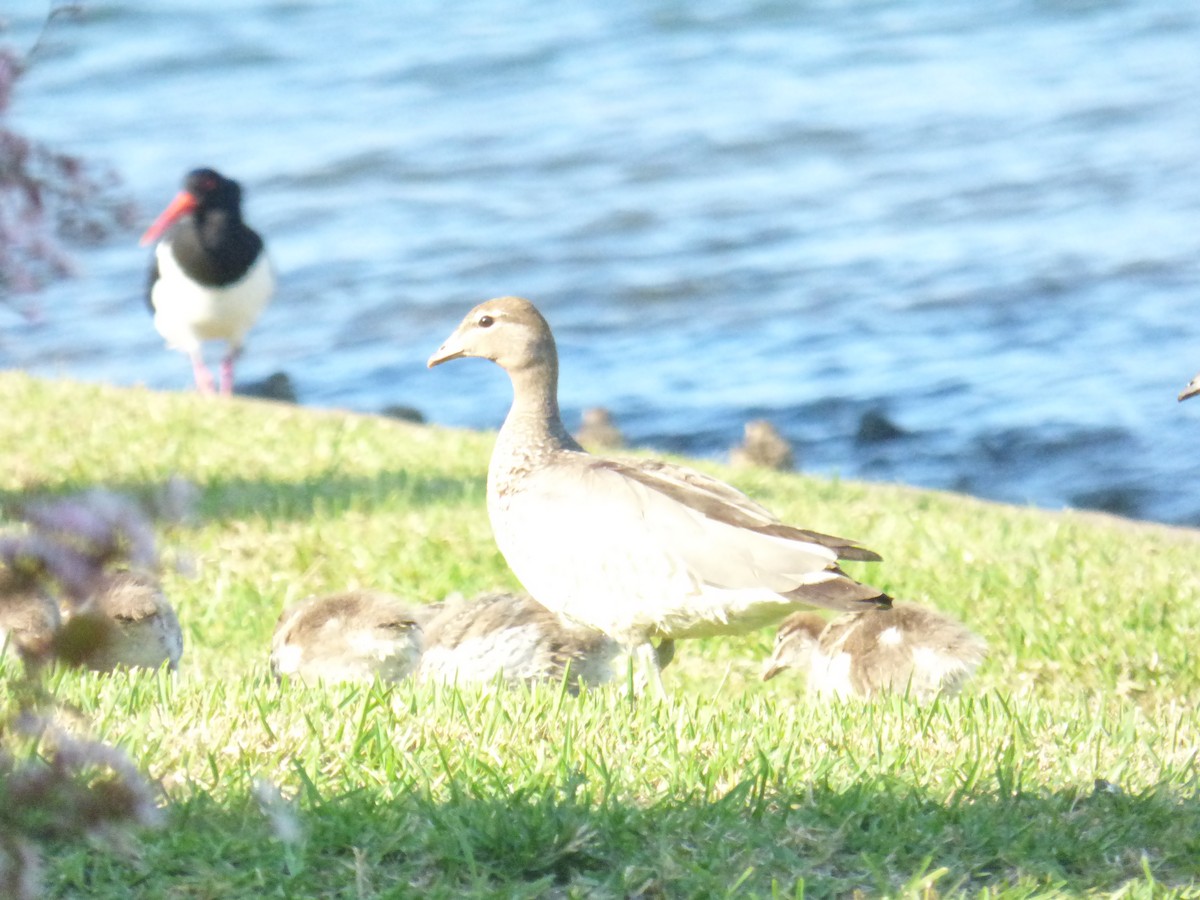 Maned Duck - ML642851048