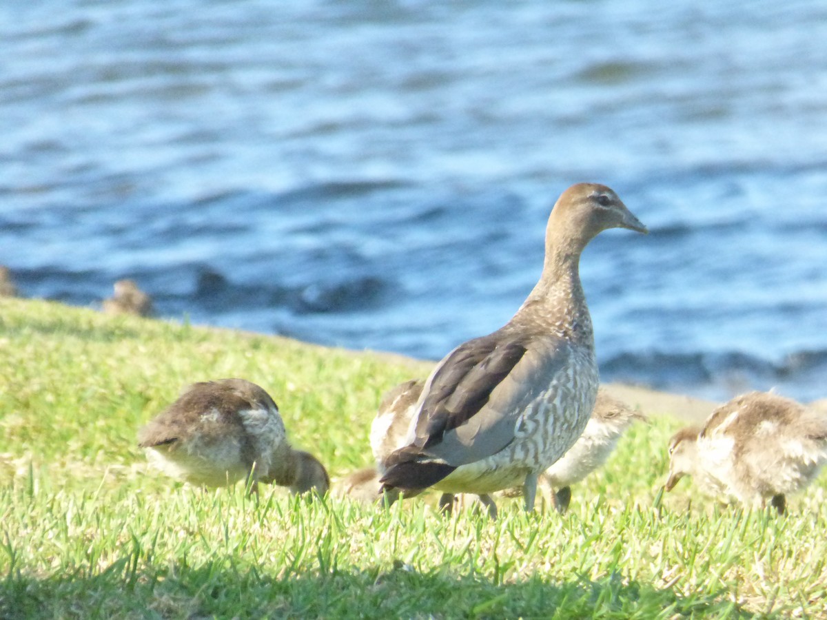 Maned Duck - ML642851049
