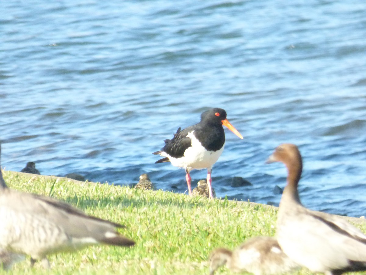 Pied Oystercatcher - ML642851052