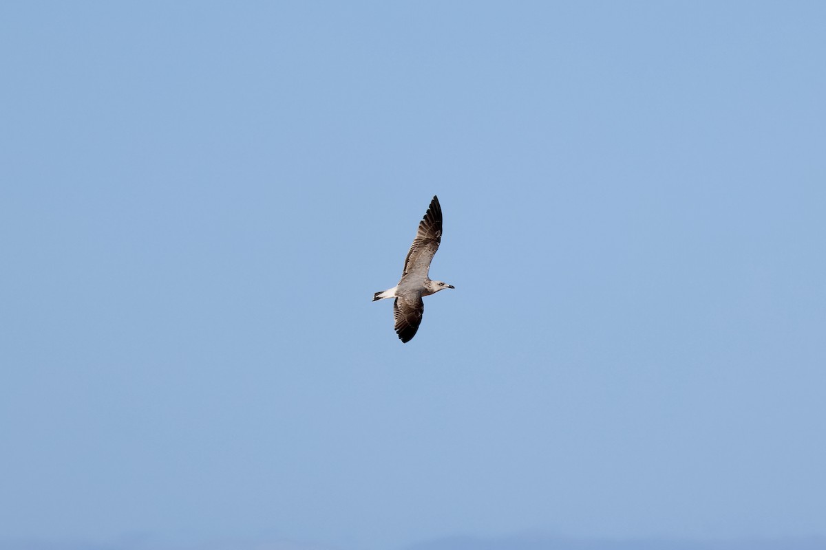 Yellow-legged Gull - ML642851055