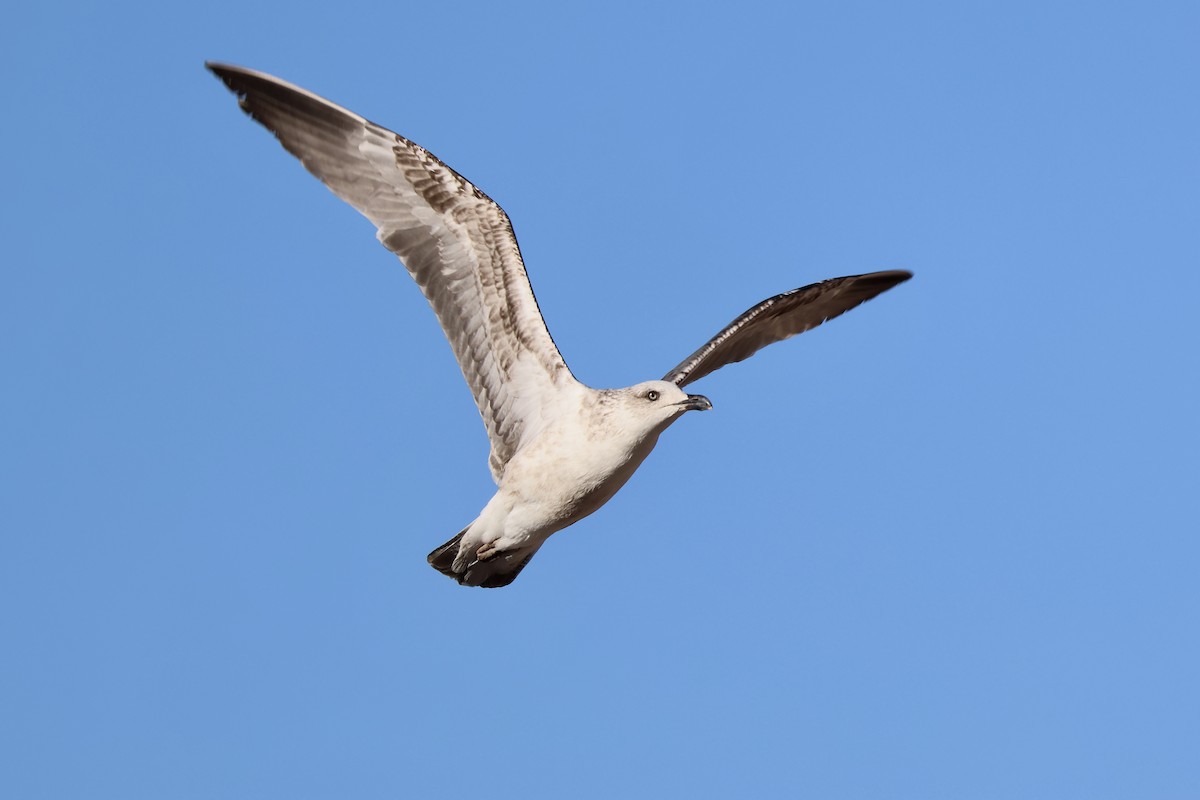Yellow-legged Gull - ML642851056