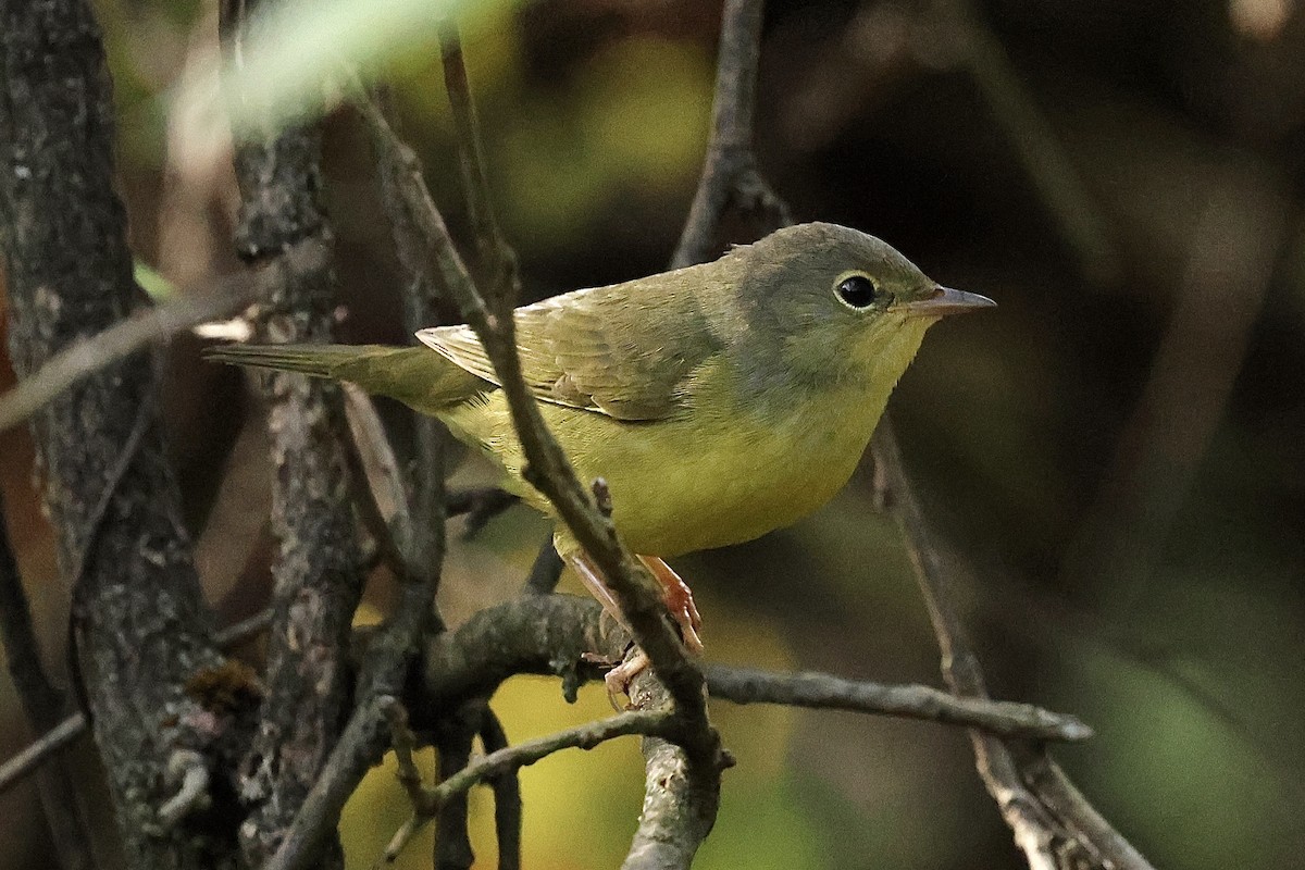 Graukopf-Waldsänger - ML642851062