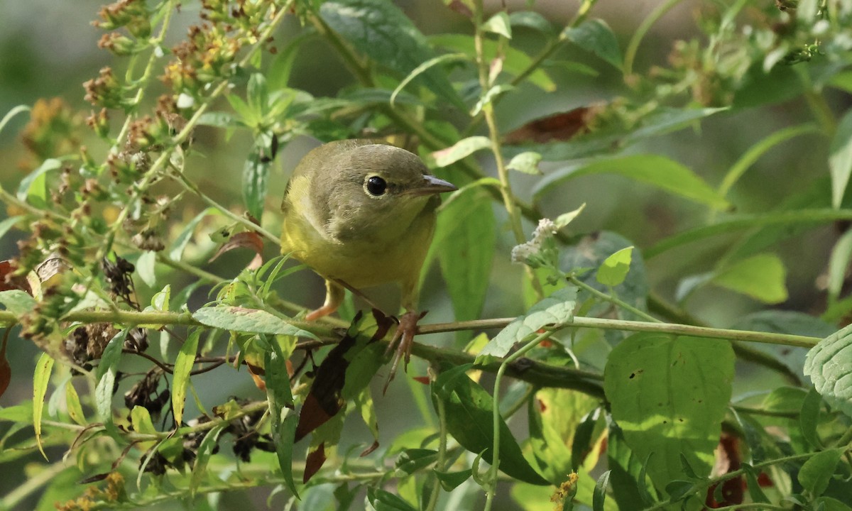 Graukopf-Waldsänger - ML642851063