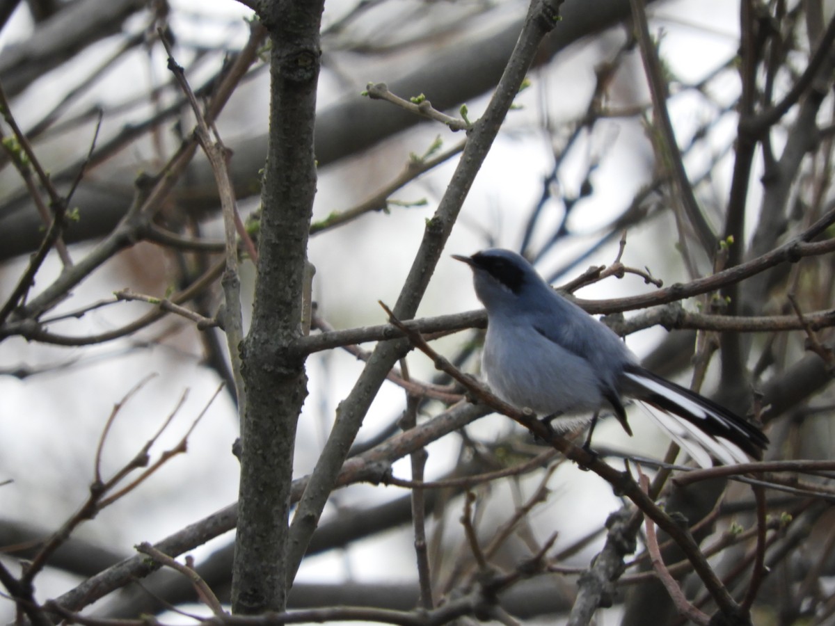Masked Gnatcatcher - ML642851072