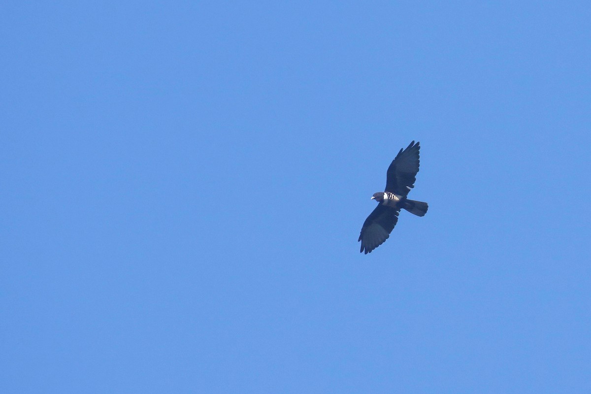 Black Baza - ML642851075