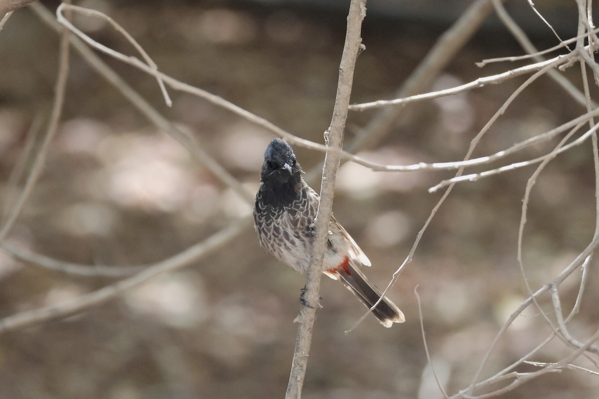 Red-vented Bulbul - ML642851079