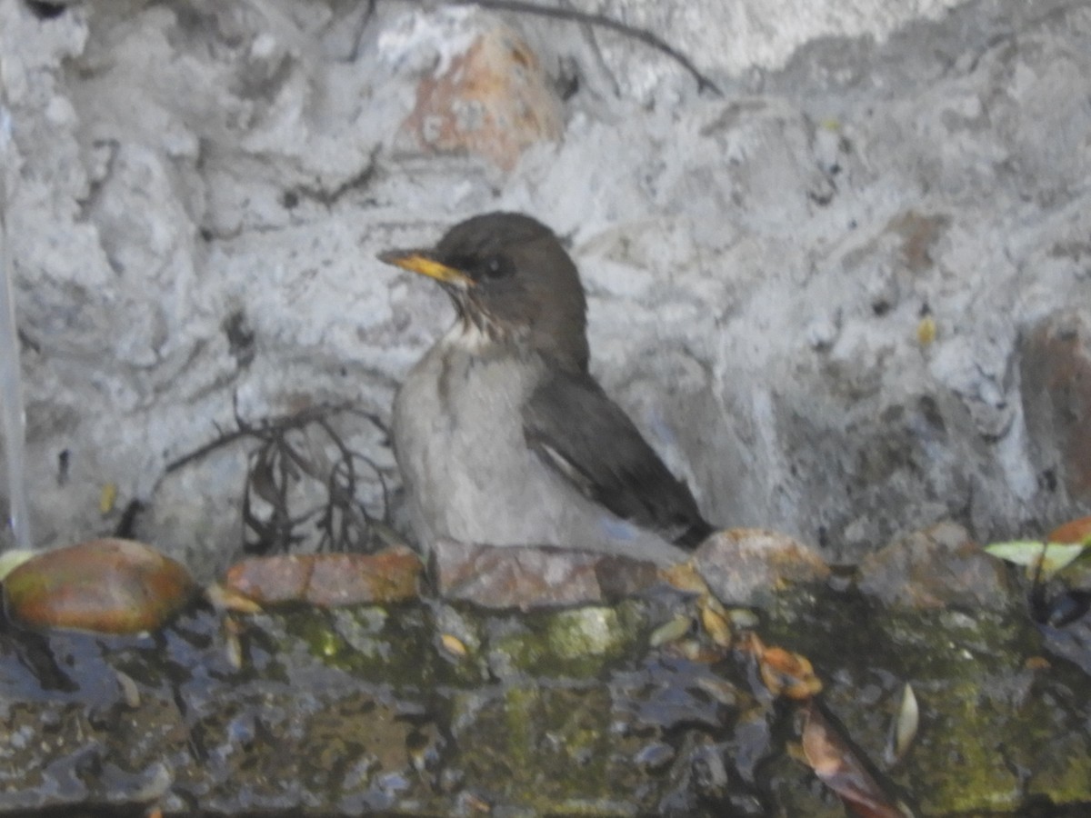 Creamy-bellied Thrush - ML642851085